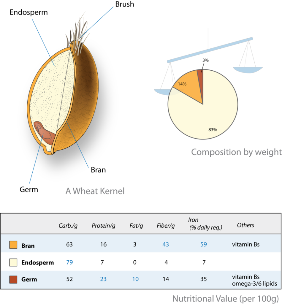 A picture showing the composition of a wheat kernel. 