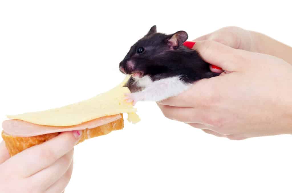A funny picture for the blog post titled, Can hamsters eat cheese?
