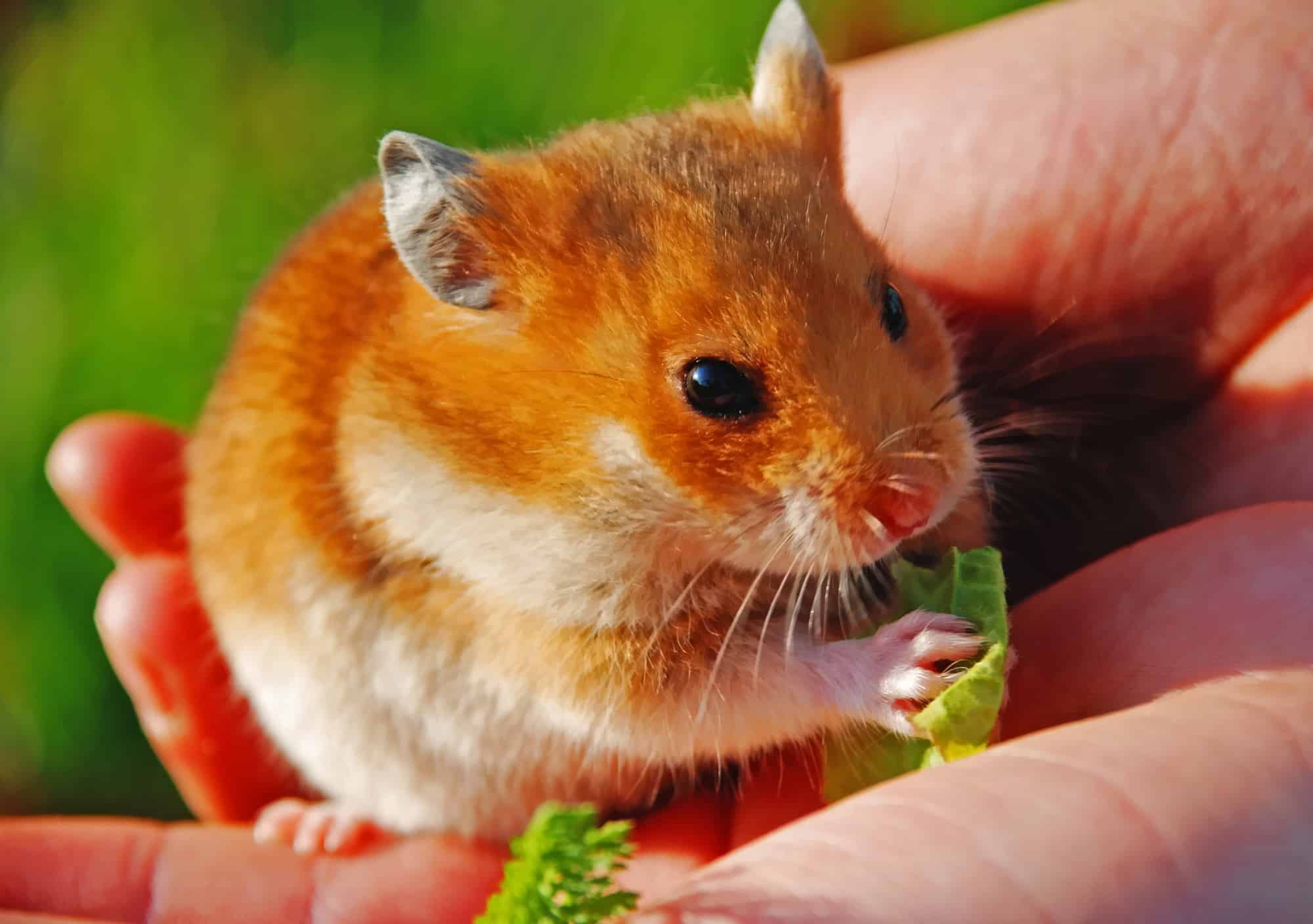 Picture of a hamster eating from owner's hand, for the blog post 'How to tame a hamster?'