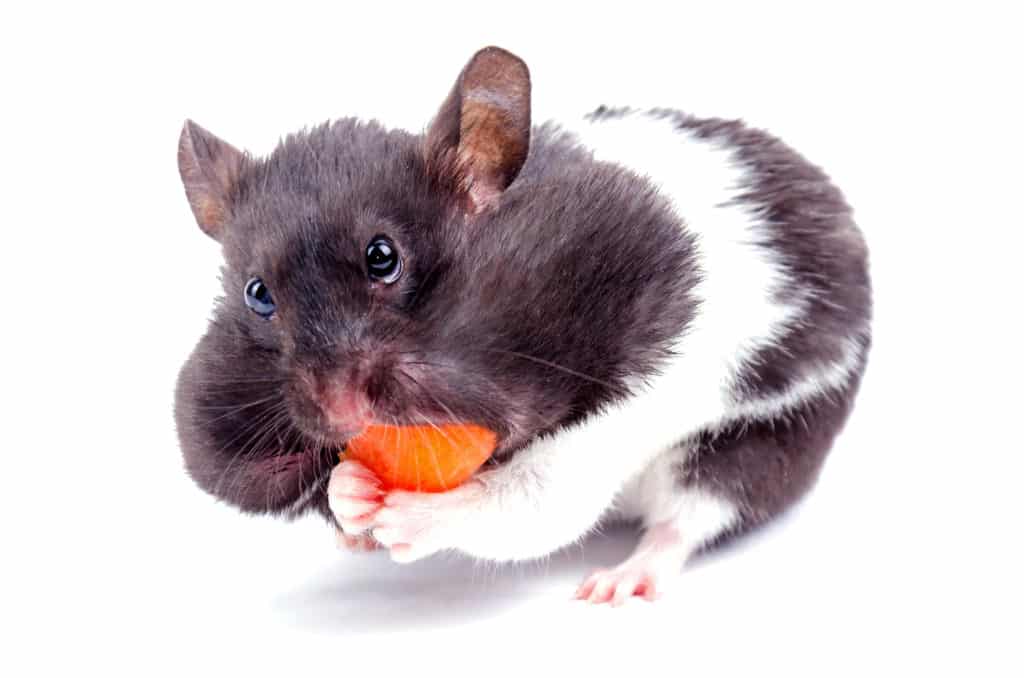 Can hamsters eat carrots? In this picture, a hamster eats a carrot piece