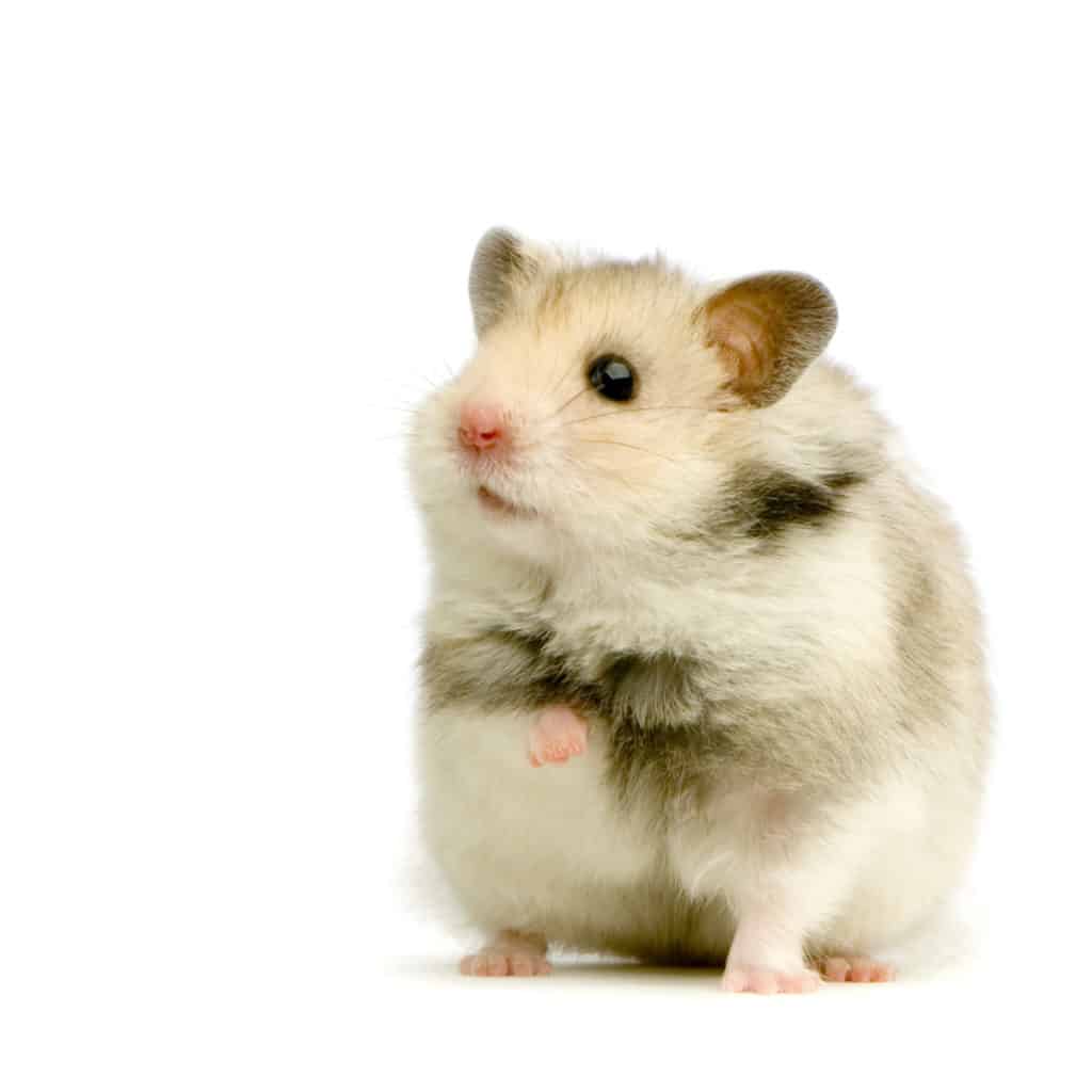 An image of a hamster