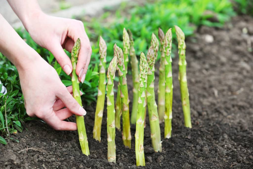 A picture of a girl planting asparagus, for the blog post 'Can hamsters eat asparagus'