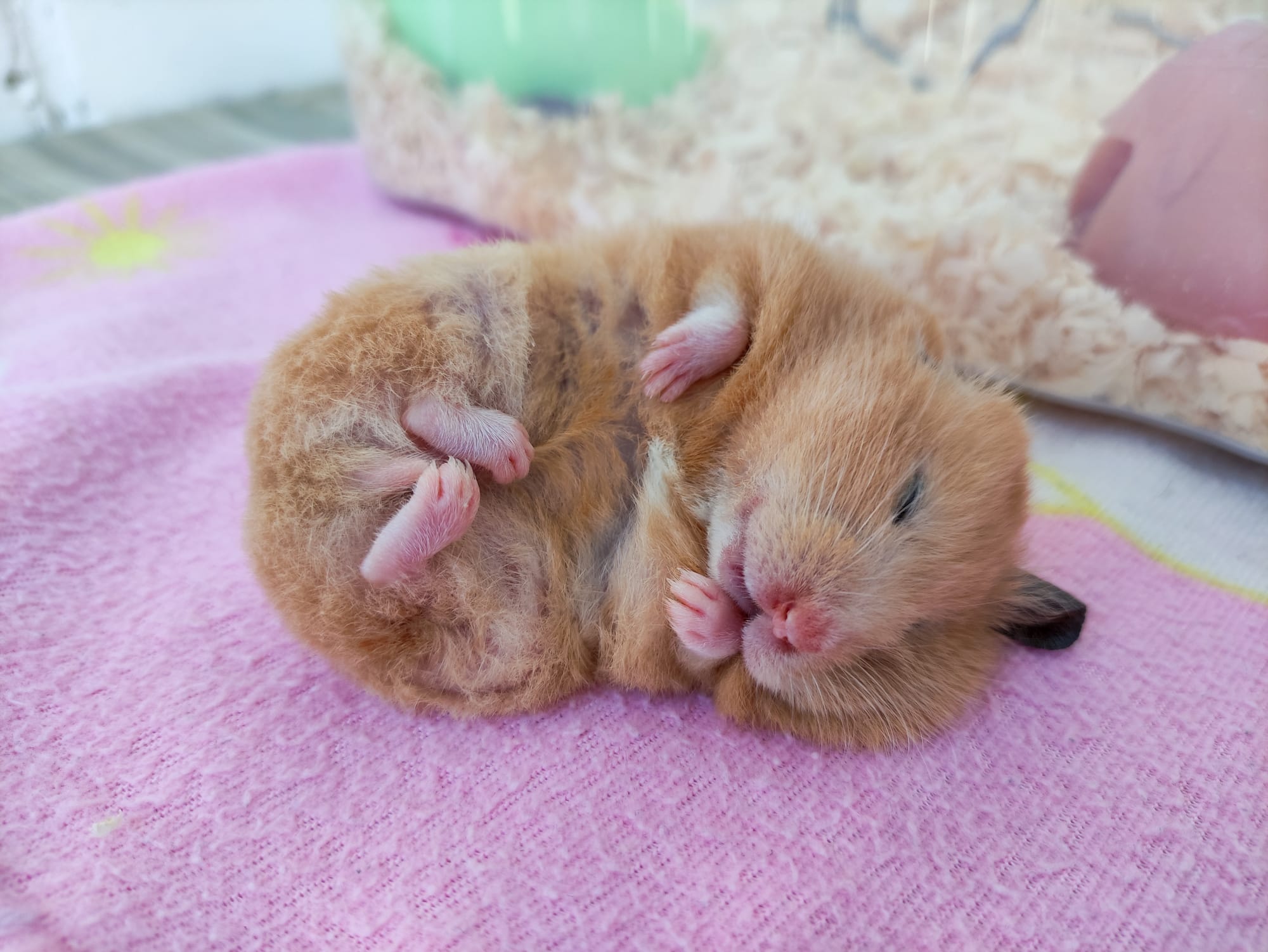 Picture of a sleeping hamster, for the blog post 'Are hamsters nocturnal?'