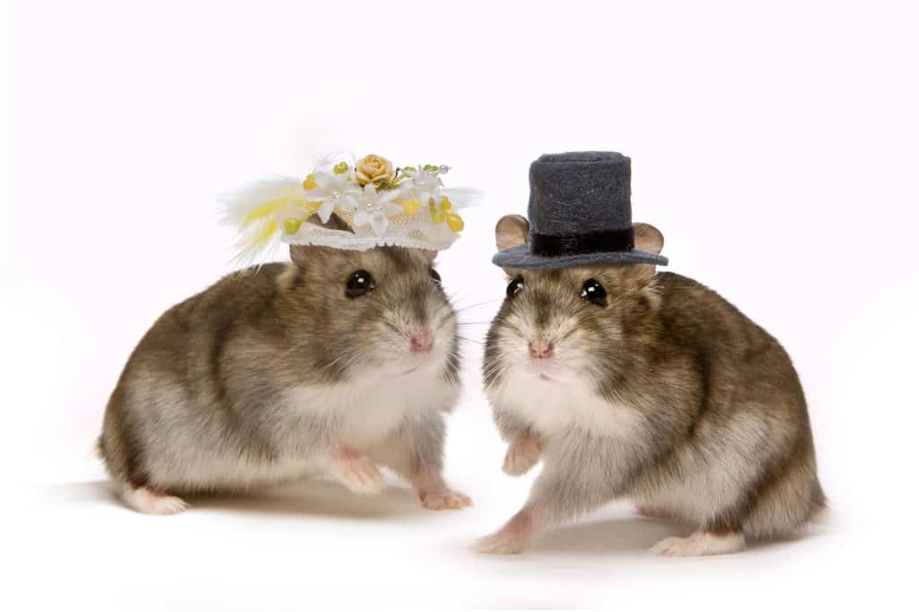 A picture of hamsters for the blog post, 'What is a hamster?'