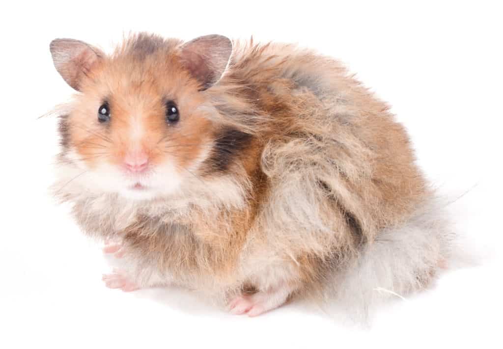Picture of a hamster