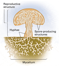 A picture depicting the structure of a mushroom