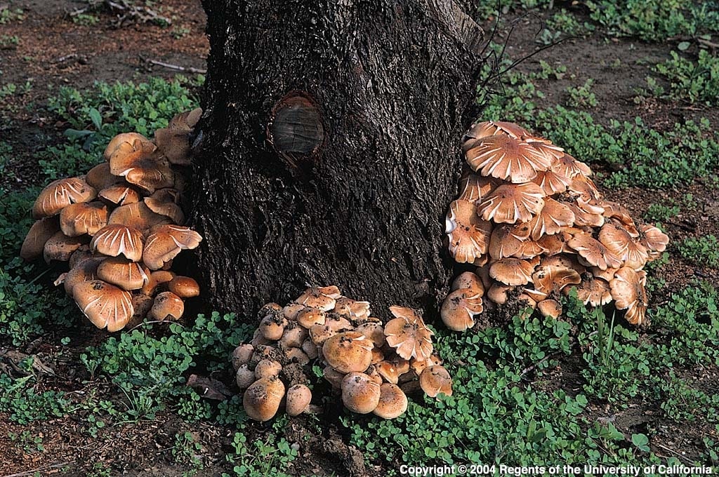 Picture of a parasitic fungi for the blog post 'Can hamsters eat mushrooms?'