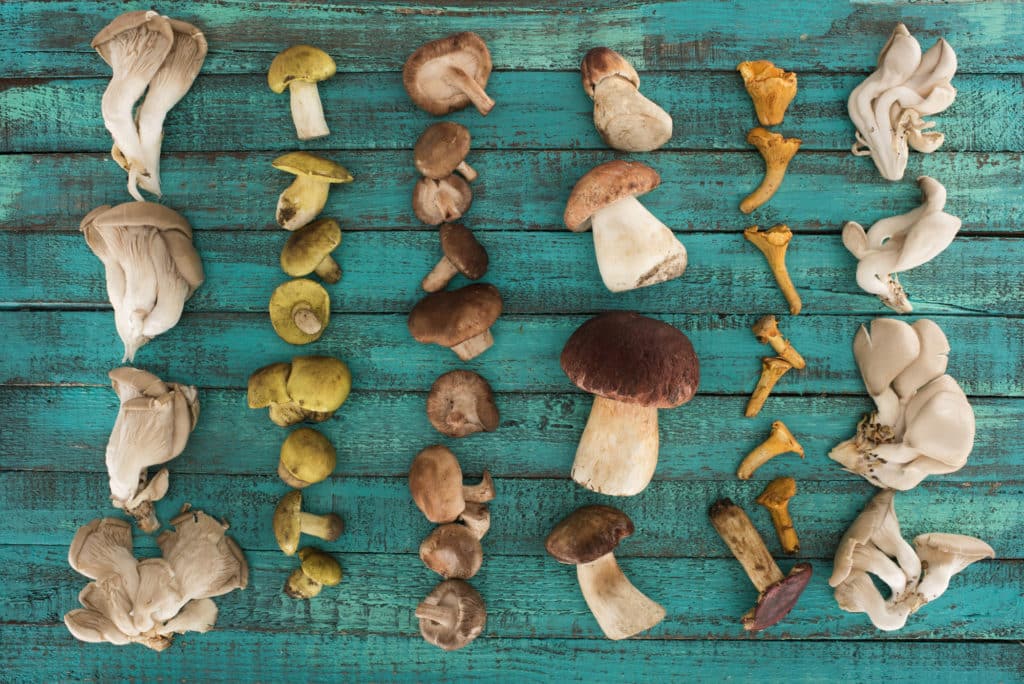 A picture of different types of mushrooms, for the blog post, 'Can hamters eat mushrooms?'