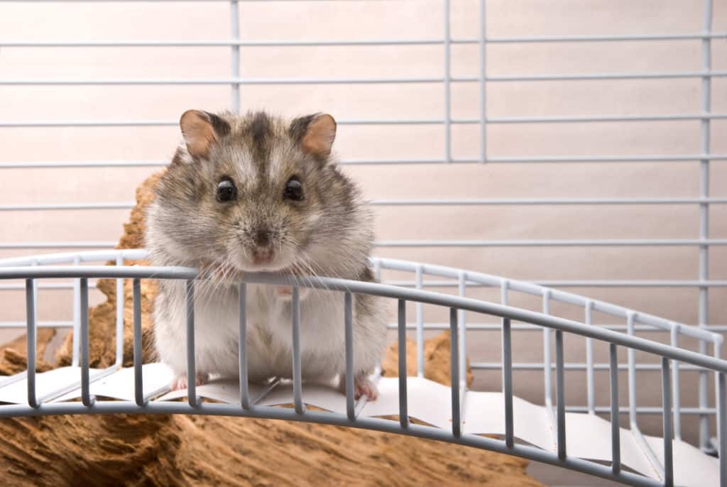 How good is a hamster's sense of smell? A hamster trying to smell and sense if anyone is nearby