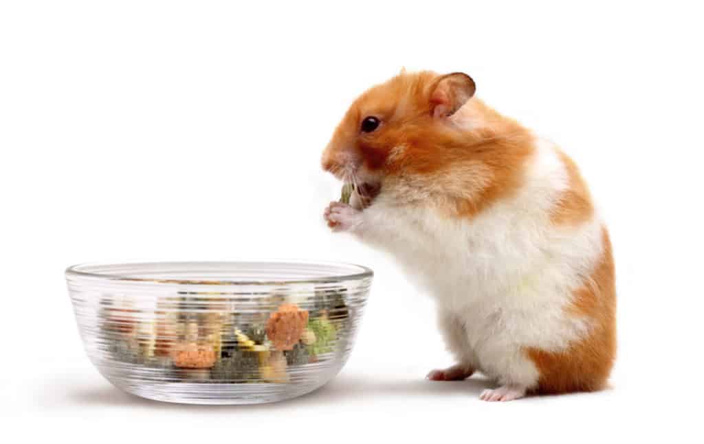 A hamster eating food