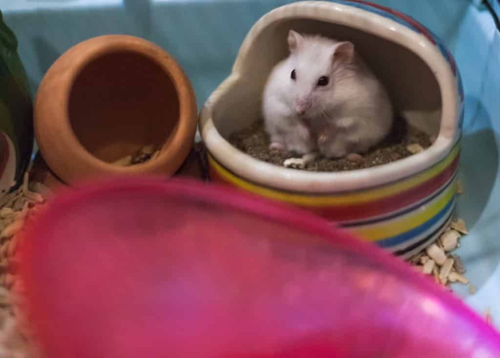 A hamster using a toilet, for the blog post, 'Do hamsters smell'