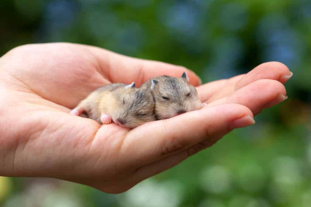 Picture of baby hamsters on hand for the blog post - How to care for a pregnant hamster