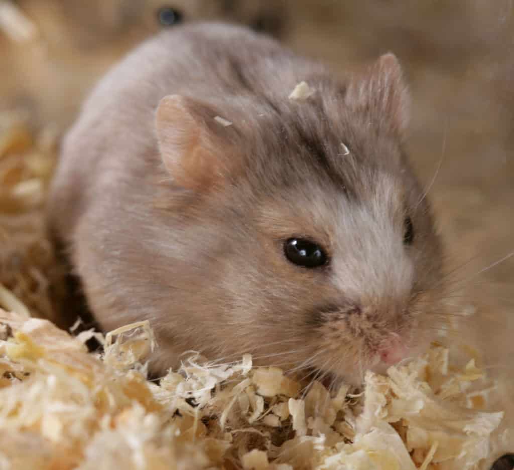 Campbell hamster on hay and paper