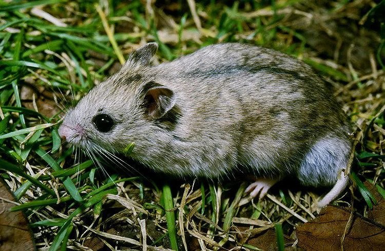 A Chinese hamster, one of the many different types of hamster