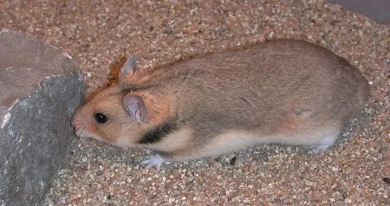 A Gansu hamster, one of the many different types of hamsters