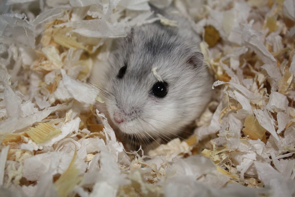 A Grey hamster, one of the many different types of hamsters