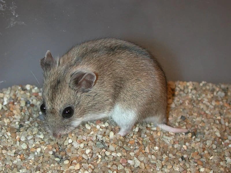 A Long-tailed hamster, one of the many different types of hamsters