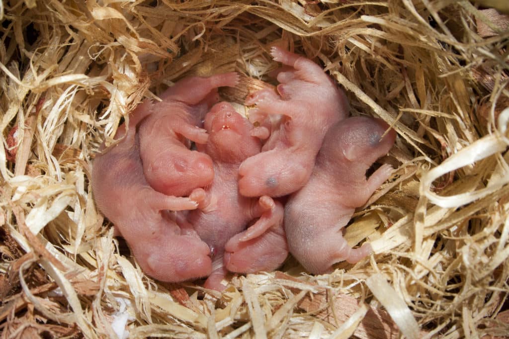 Picture of baby hamsters for the blog post - How to find out if your hamster is pregnant