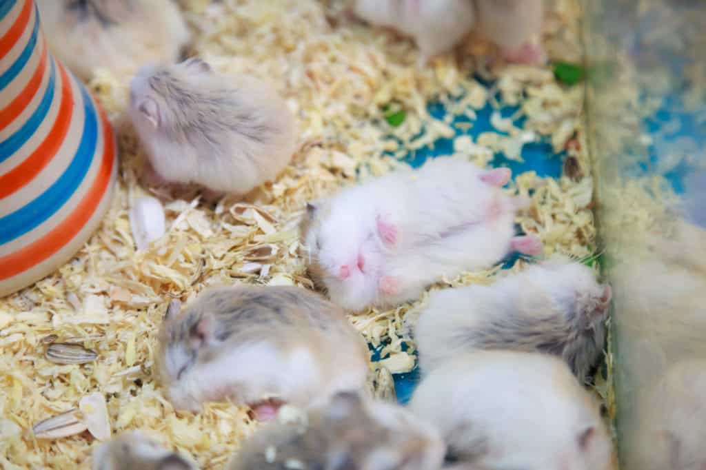 Baby Roborovski hamsters
