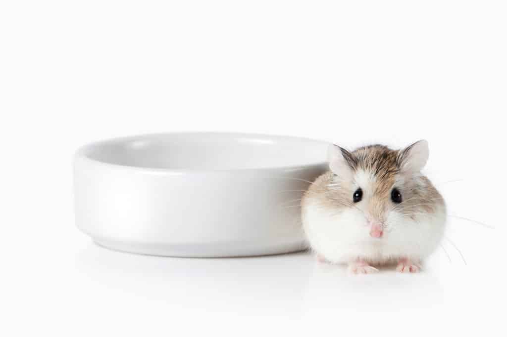 A Roborovski hamster near a bowl