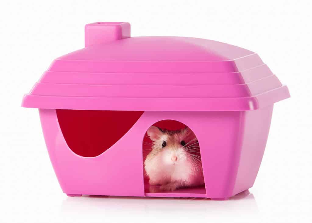 A Roborovski hamster in a cute toy home
