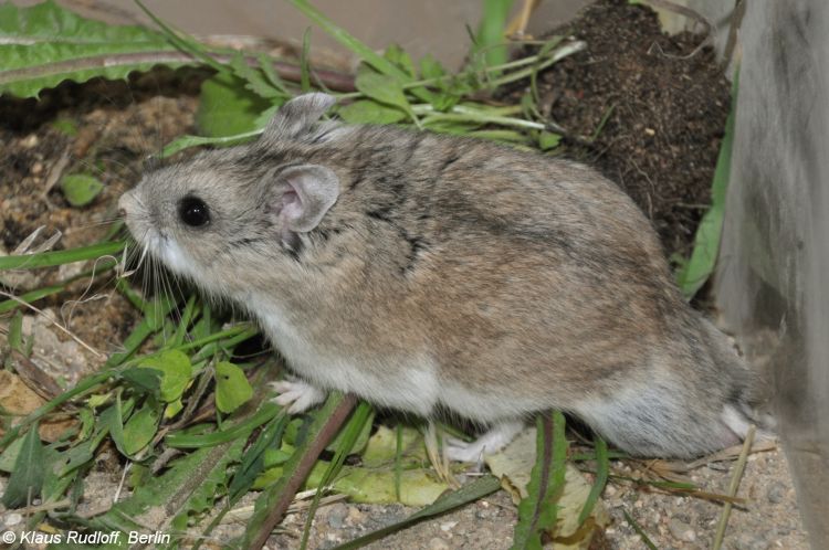 A Sokolov's dwarf hamster, one of the many different types of hamsters