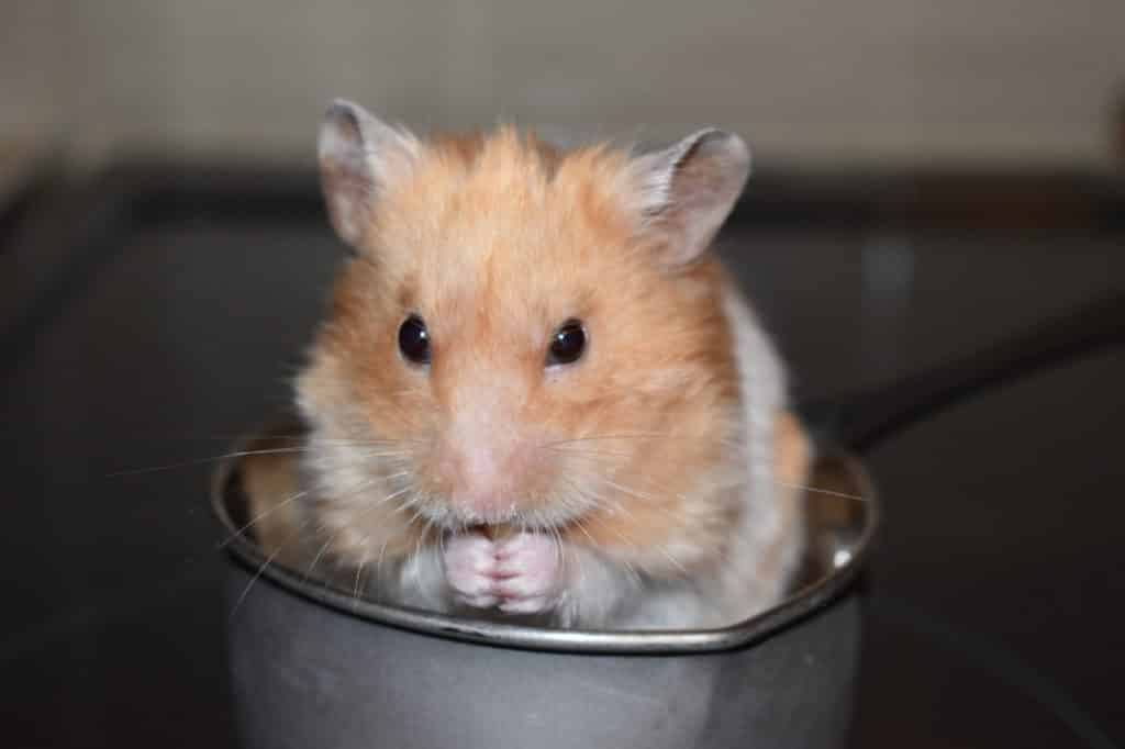 Picture of a Syrian hamster eating something