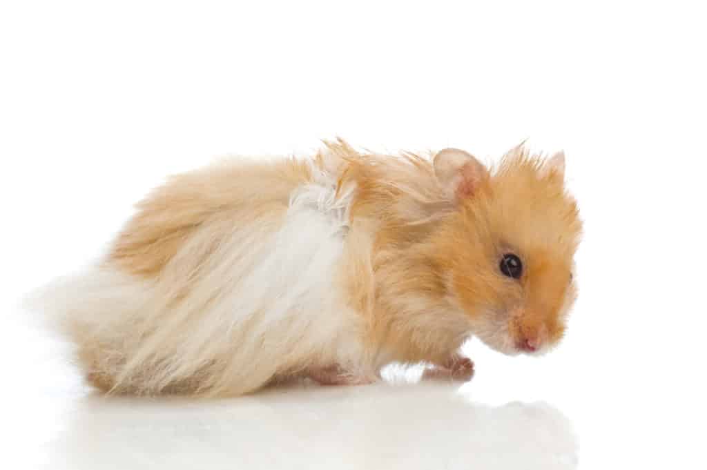 A Syrian hamster with a long fur