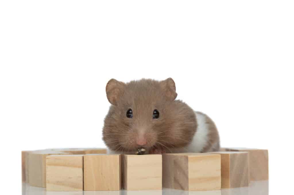 A Syrian hamster on cubes of wood