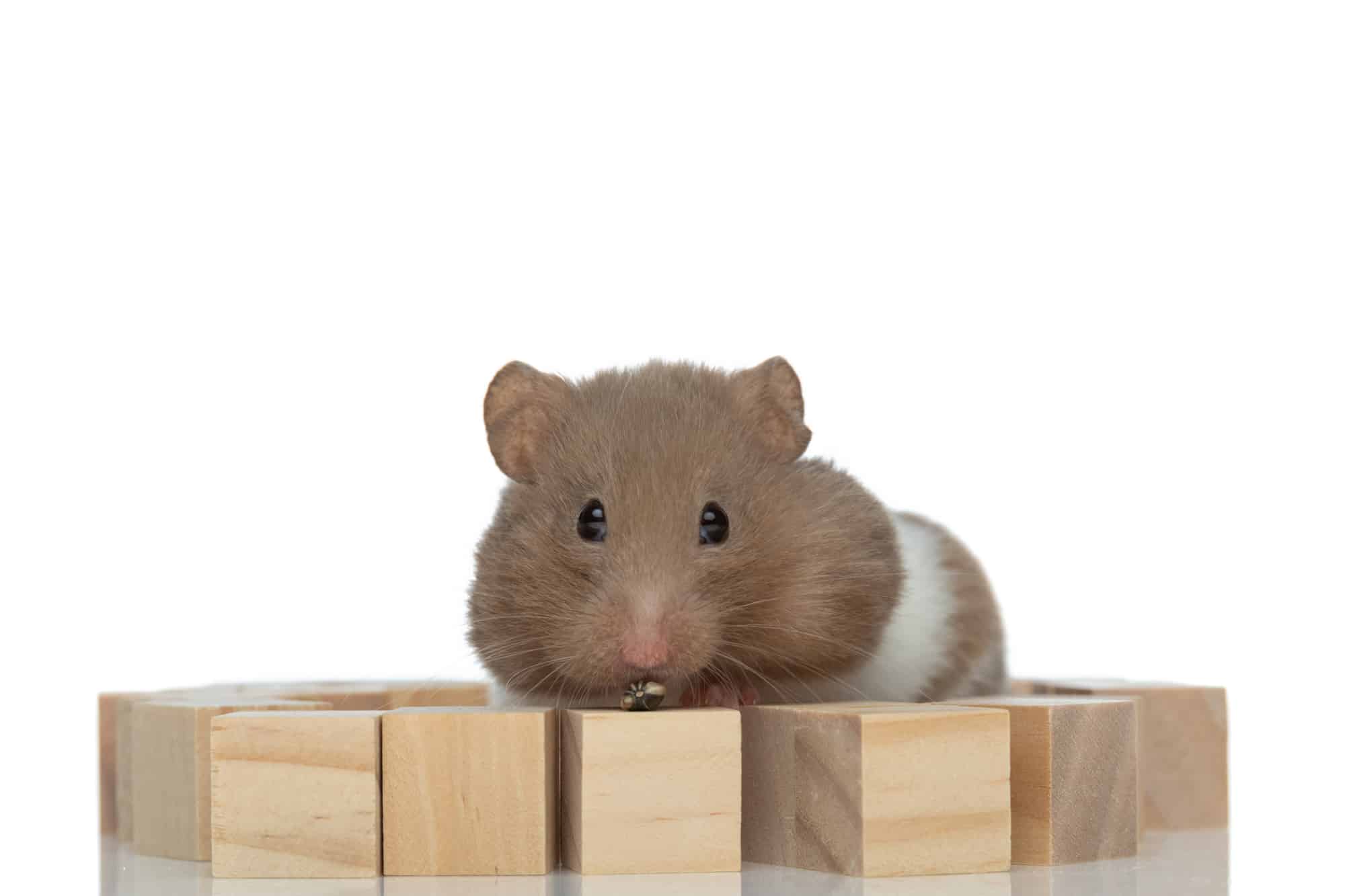 A Syrian hamster on cubes of wood