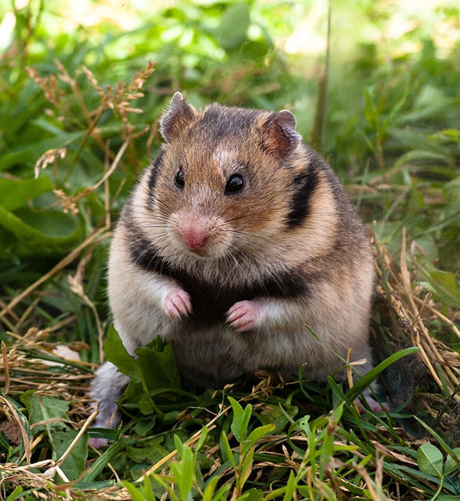A Turkish hamster, one of the many different types of hamsters