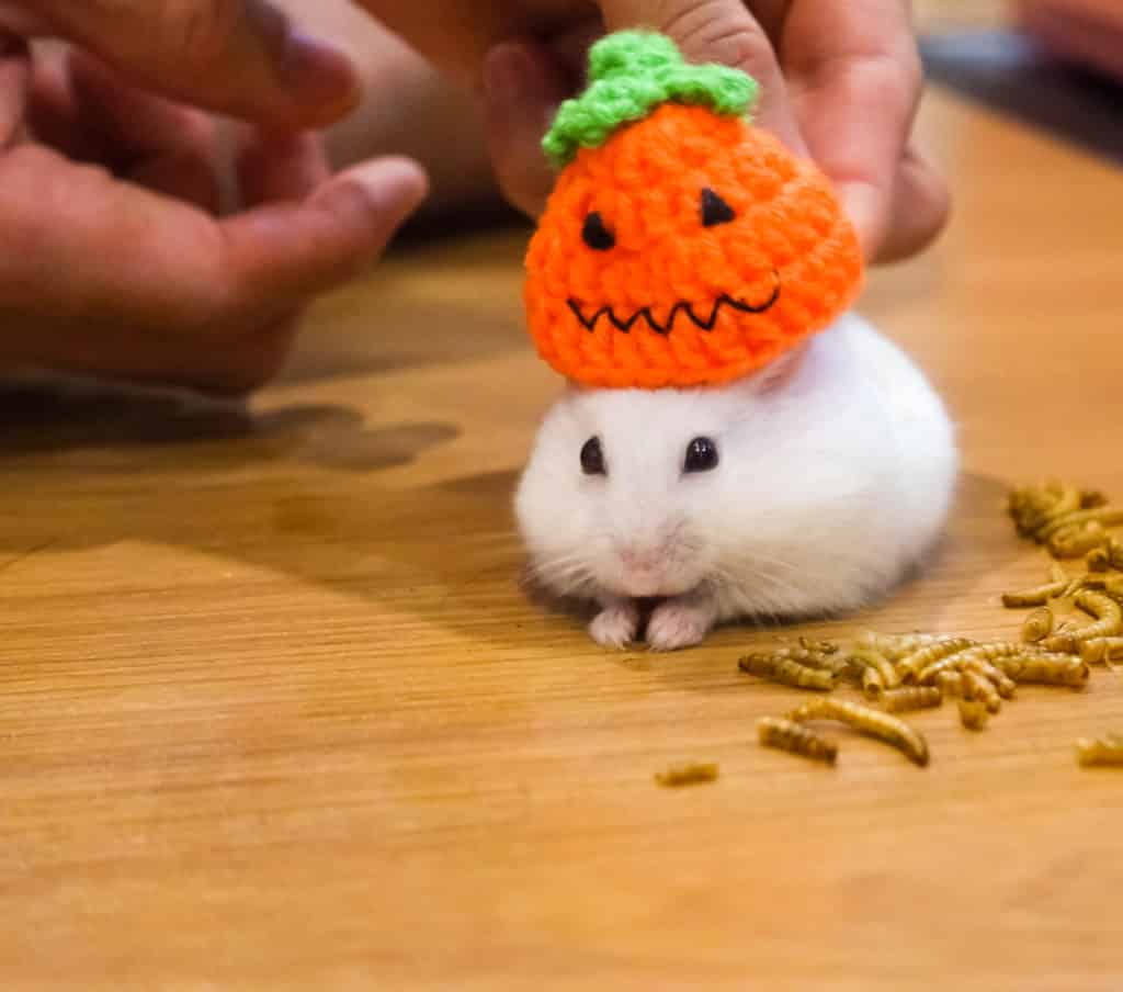 Winter white hamster with halloween themesd knitted hat