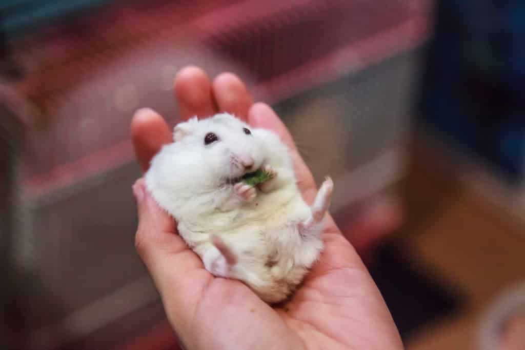 Hamster owner holding a winter white hamster