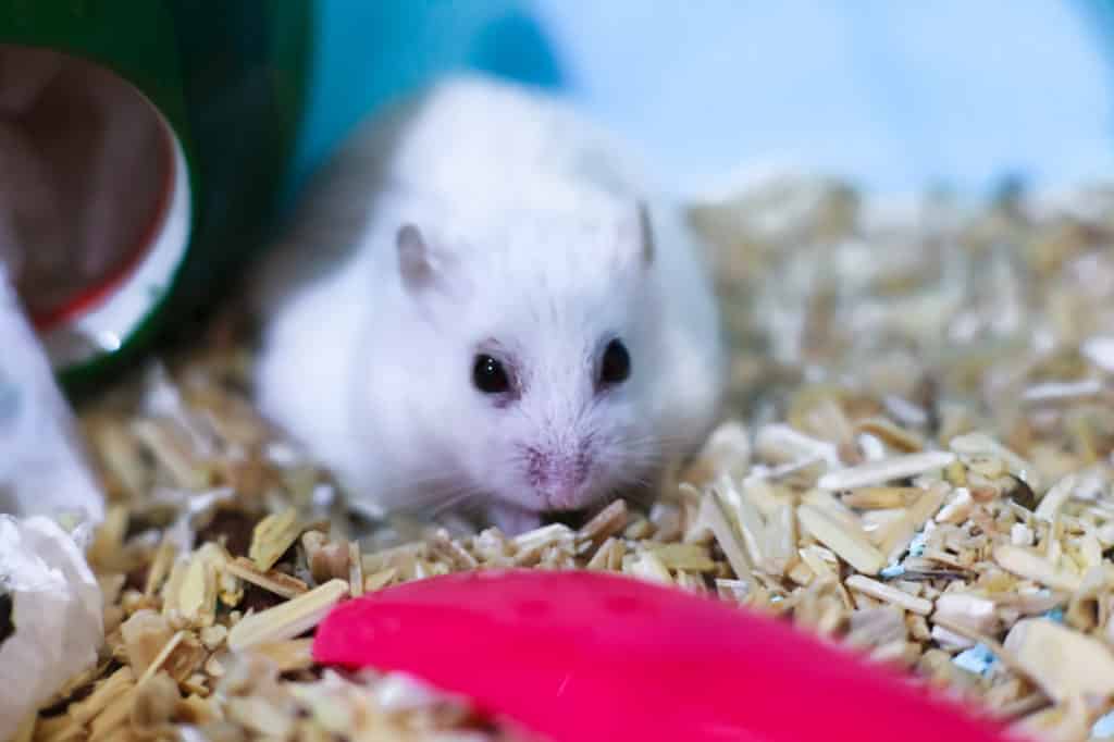 Winter white hamster, aka Djungarian hamster, on bedding