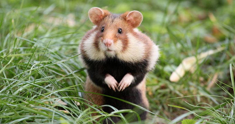 A Ciscaucasian hamster
