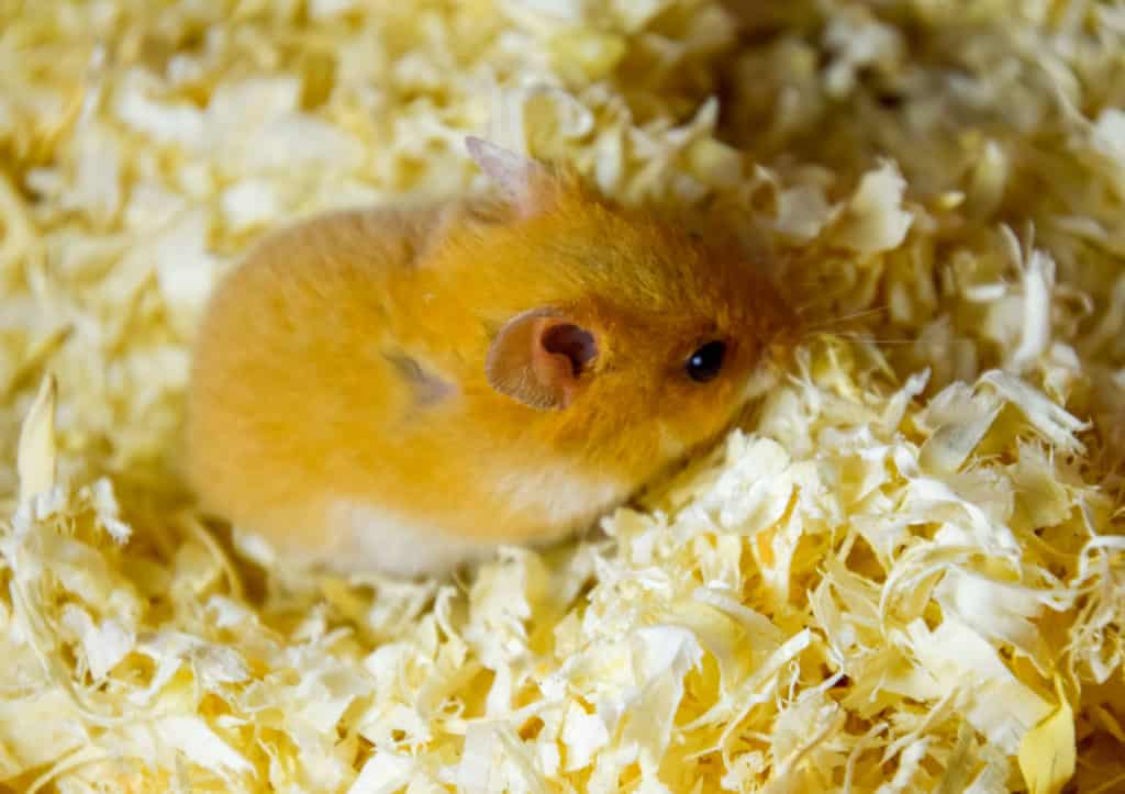 Hamster burrowing in a bedding