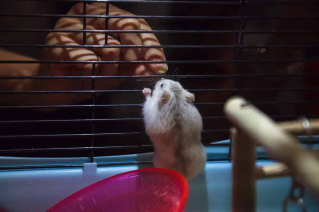 A hamster clinging on to its cage bars to look at its owner