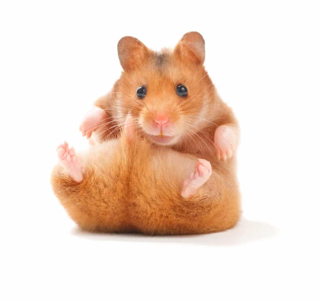Picture of a hamster's posterior for understanding Male and female hamster difference