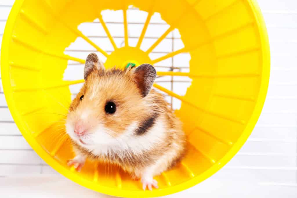 Hamster standing on exercise wheel for theHamster bumblefoot blogpost