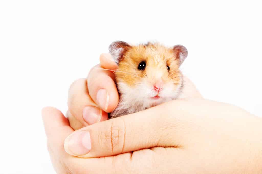 Picture of a hamster, for the blog post Diarrhea in hamsters.