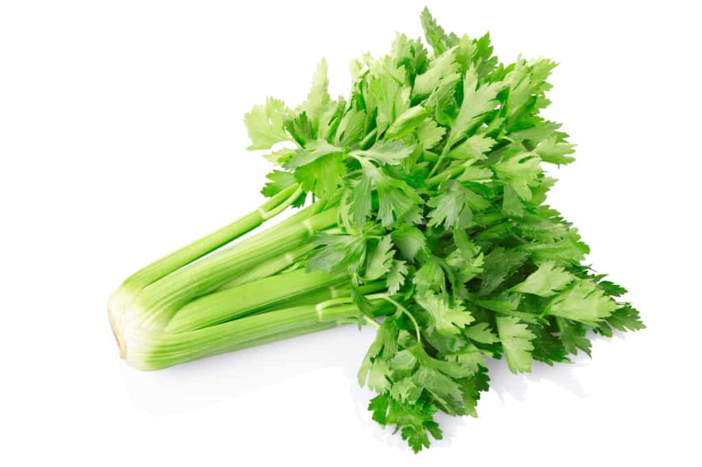 A picture of celery, for the blog post 'Can hamsters eat celery'
