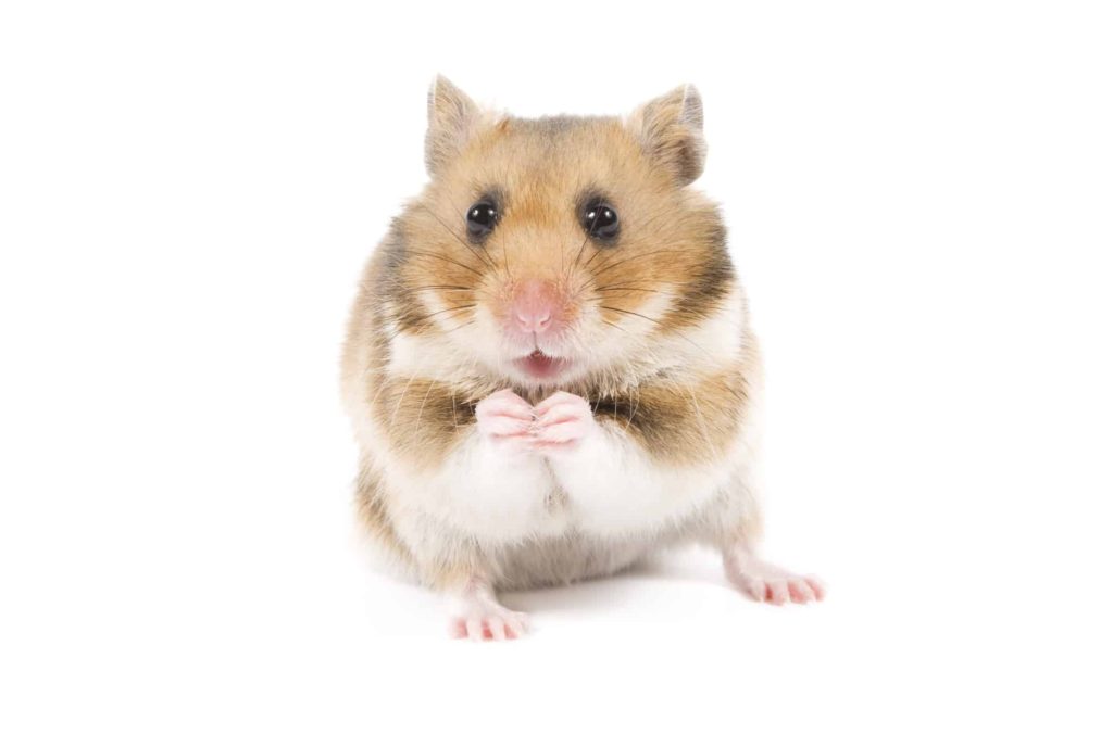 Picture of a hamster, for the blog post 'Can hamsters eat celery'