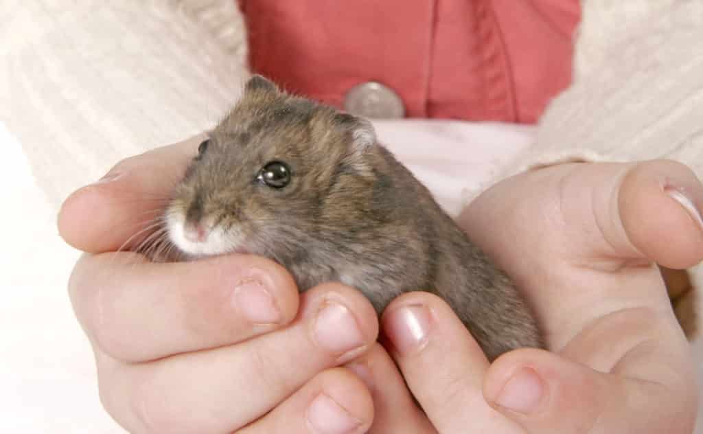 A hamster in hands of a child, for the blog post Wet Tail in Hamsters