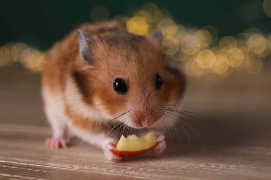 Can hamsters eat apples? - Picture of a hamster eating an apple