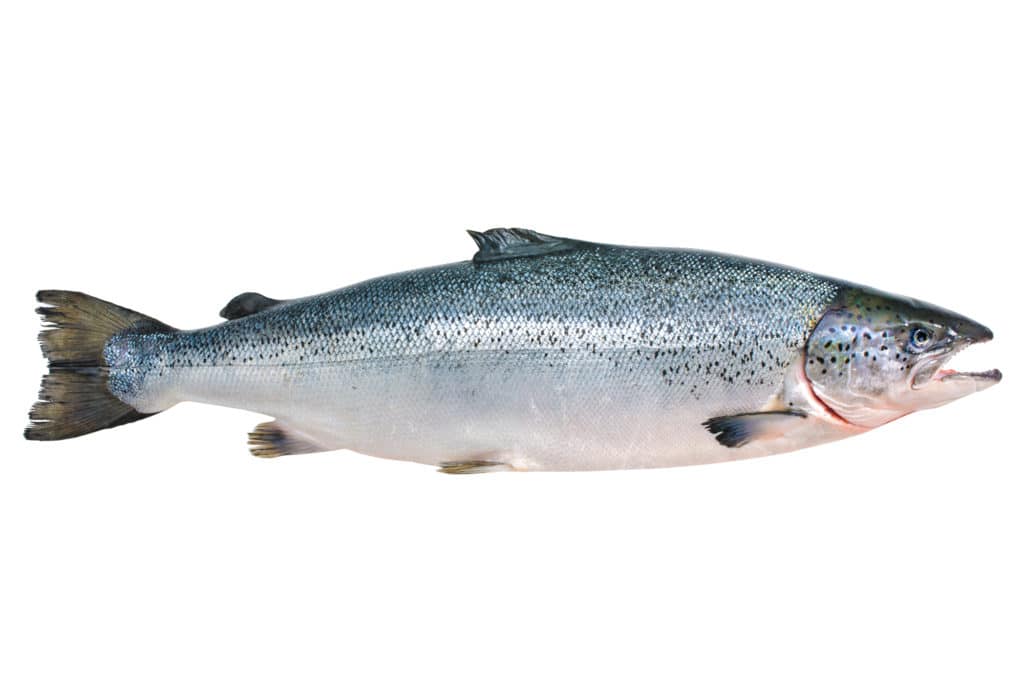 Picture of an Atlantic salmon