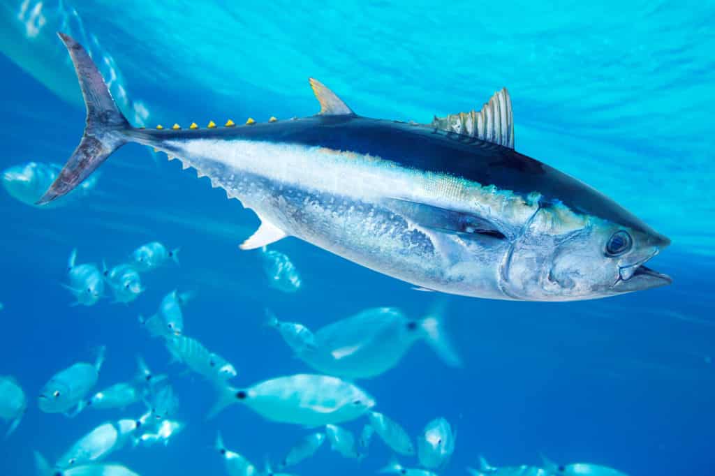 Can hamsters eat fish? - Picture of a Bluefin tuna saltwater fish
