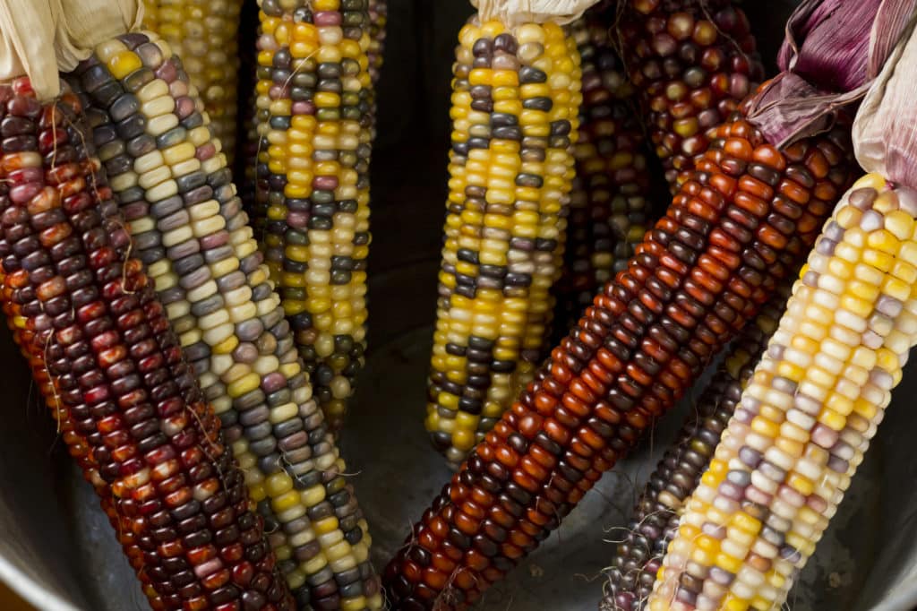 Indian corn, for the blog post Can hamsters eat corn