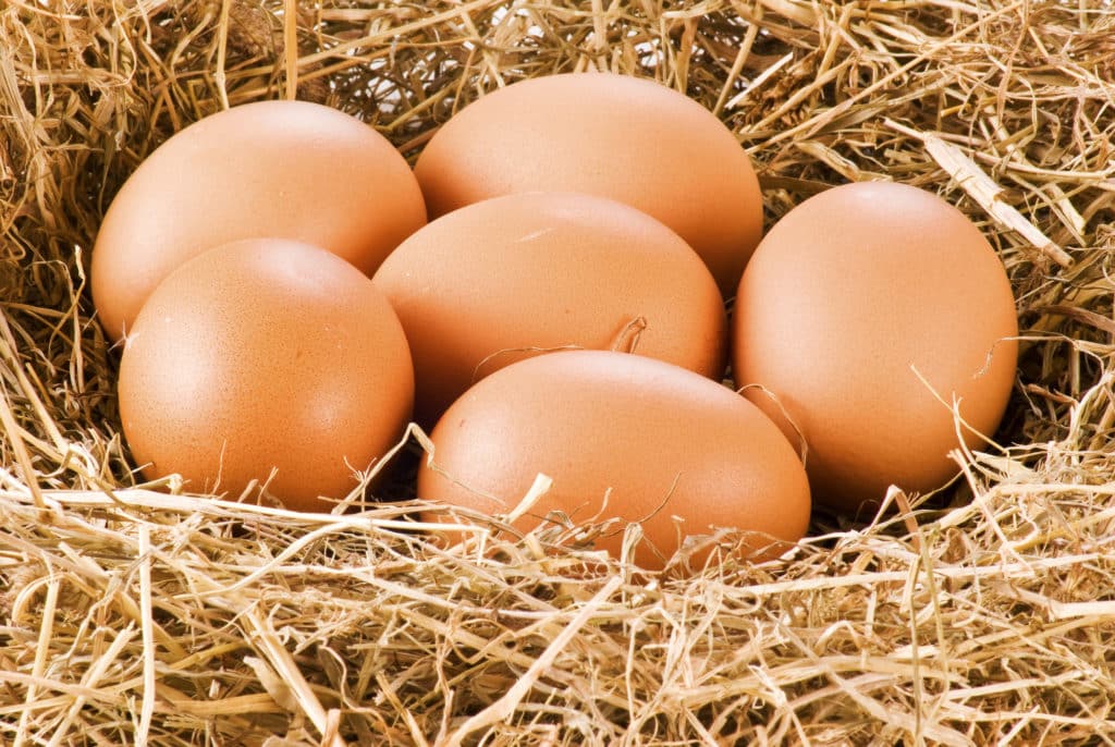 A picture of eggs for 'Can hamsters eat eggs'