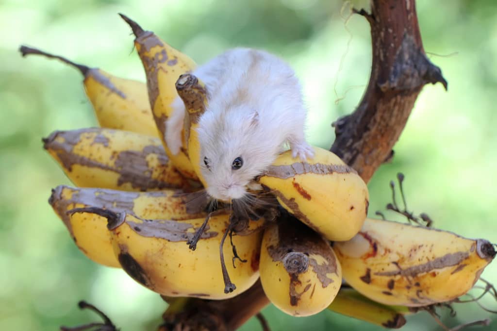 Can hamsters eat bananas? - A campbell hamster on bananas