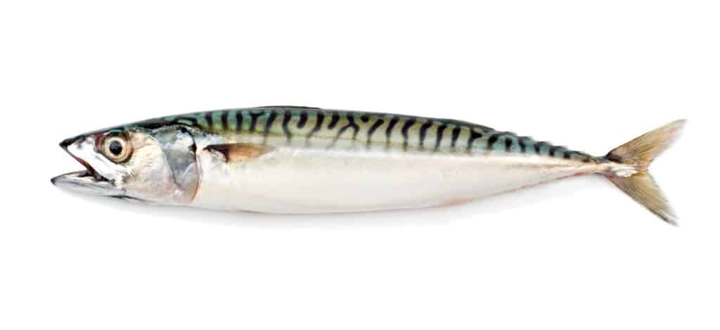 Can hamsters eat fish? - A Picture of Mackerel fish